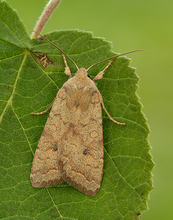 73.192 BF2262 Brick Agrochola circellaris