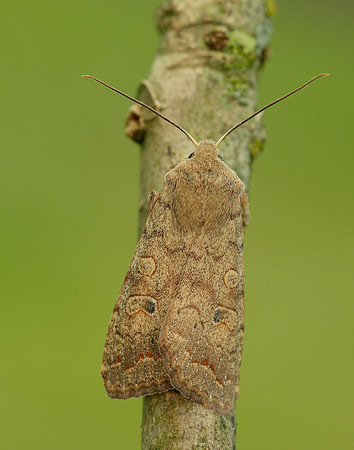 73.192 BF2262 Brick Agrochola circellaris