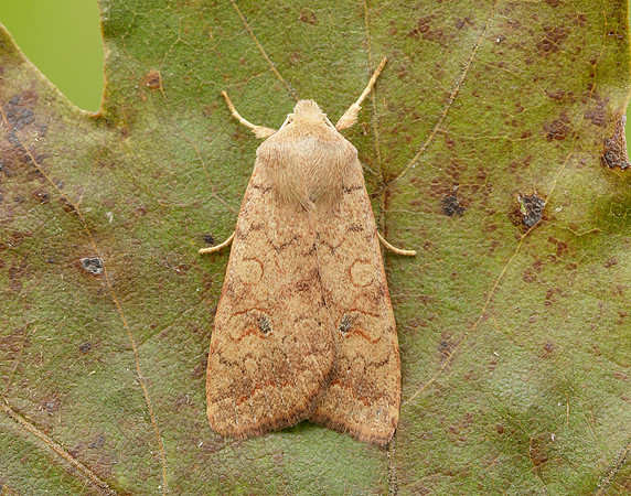 73.192 BF2262 Brick Agrochola circellaris