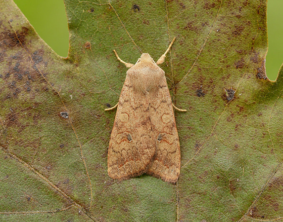 73.192 BF2262 Brick Agrochola circellaris