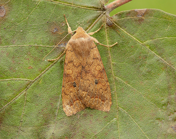 73.192 BF2262 Brick Agrochola circellaris