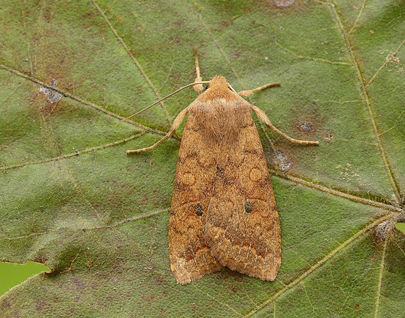 73.192 BF2262 Brick Agrochola circellaris