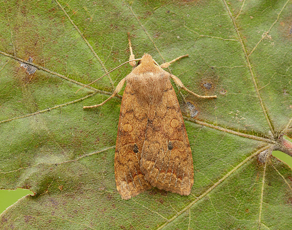 73.192 BF2262 Brick Agrochola circellaris