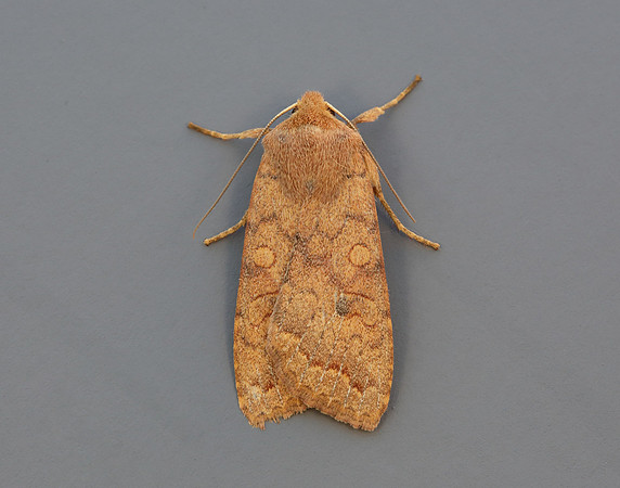 73.192 BF2262 Brick Agrochola circellaris