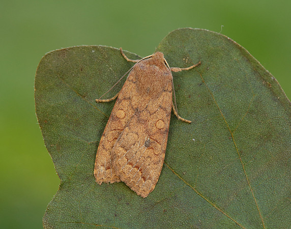 73.192 BF2262 Brick Agrochola circellaris