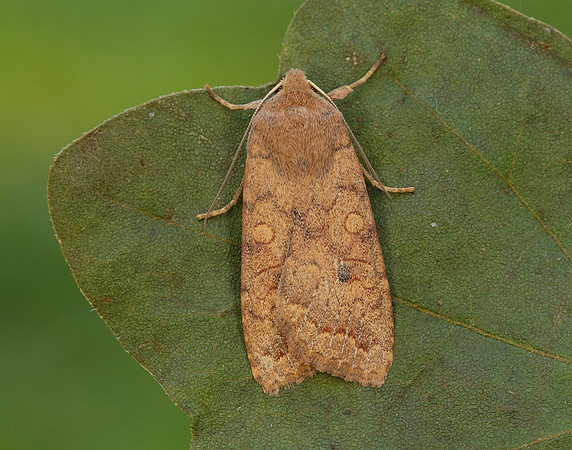 73.192 BF2262 Brick Agrochola circellaris