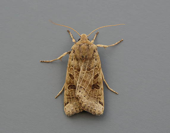 73.193 BF2270 Lunar Underwing Omphaloscelis lunosa