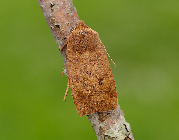 73.194 BF2258 Chestnut Conistra vaccinii