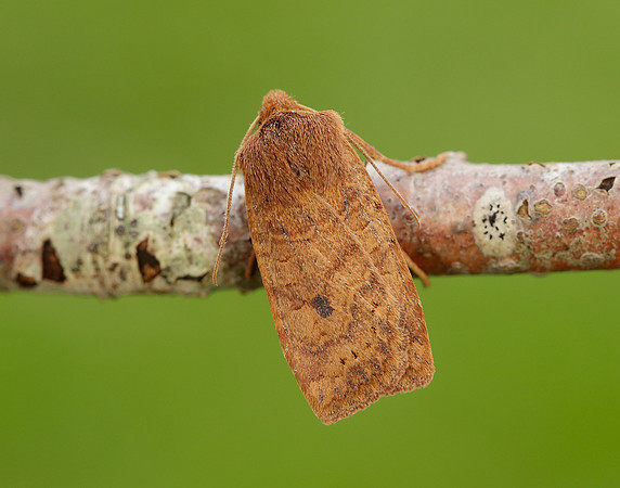 73.194 BF2258 Chestnut Conistra vaccinii