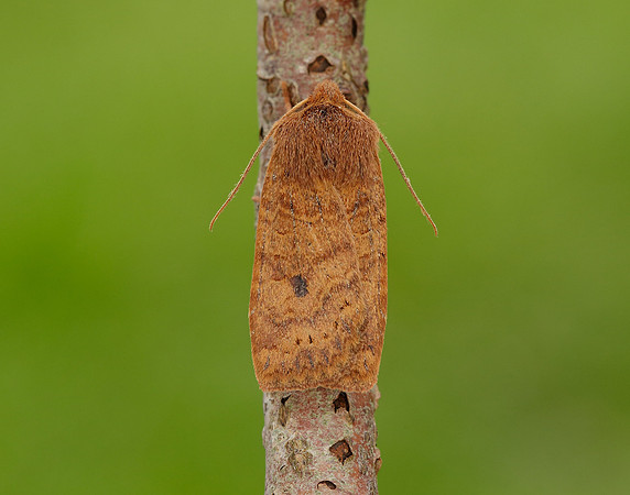 73.194 BF2258 Chestnut Conistra vaccinii