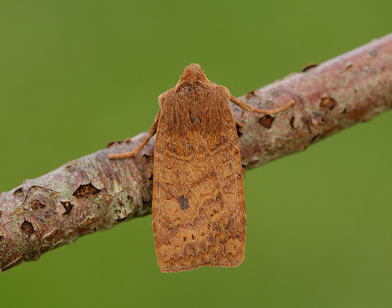 73.194 BF2258 Chestnut Conistra vaccinii