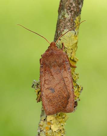 73.194 BF2258 Chestnut Conistra vaccinii