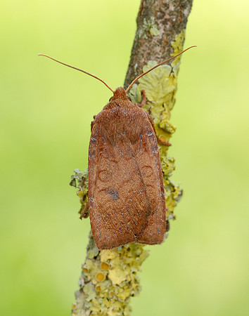 73.194 BF2258 Chestnut Conistra vaccinii