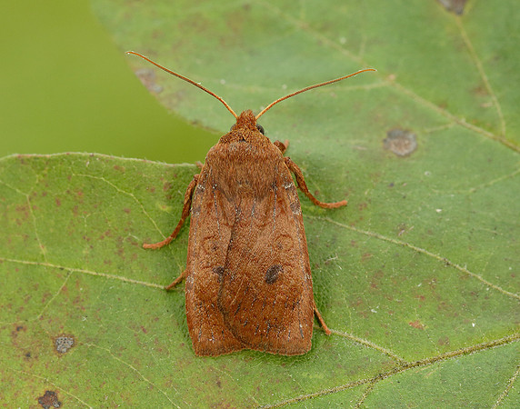 73.194 BF2258 Chestnut Conistra vaccinii