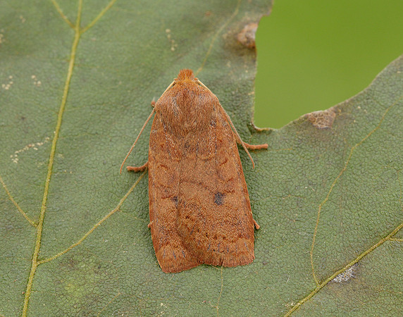 73.194 BF2258 Chestnut Conistra vaccinii