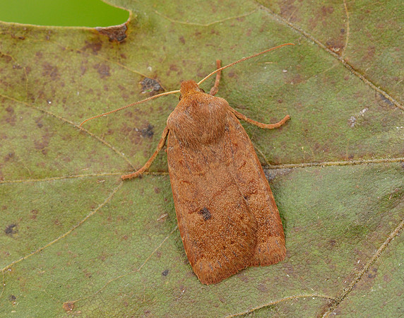 73.194 BF2258 Chestnut Conistra vaccinii