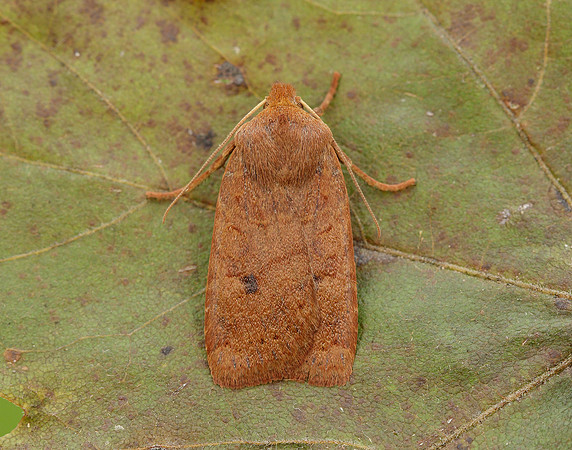 73.194 BF2258 Chestnut Conistra vaccinii