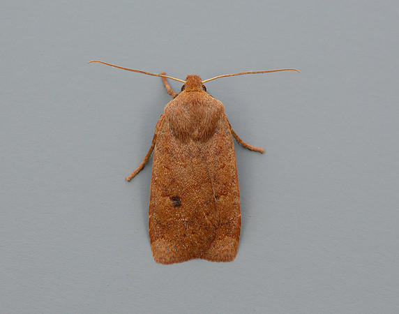 73.194 BF2258 Chestnut Conistra vaccinii