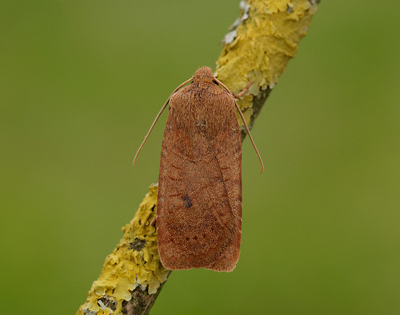 73.194 BF2258 Chestnut Conistra vaccinii