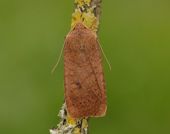 73.194 BF2258 Chestnut Conistra vaccinii
