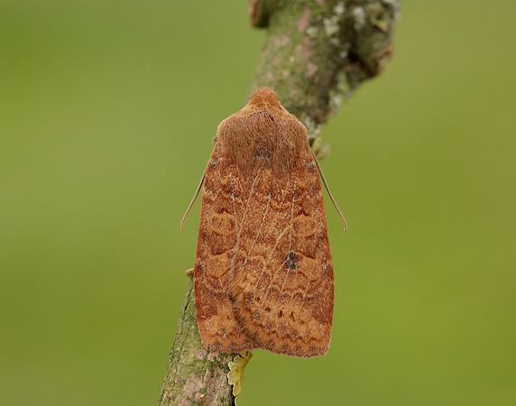 73.194 BF2258 Chestnut Conistra vaccinii