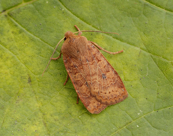 73.194 BF2258 Chestnut Conistra vaccinii