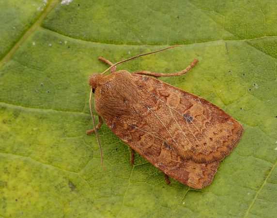 73.194 BF2258 Chestnut Conistra vaccinii