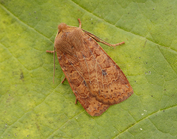 73.194 BF2258 Chestnut Conistra vaccinii