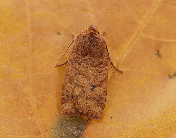 73.194 BF2258 Chestnut Conistra vaccinii