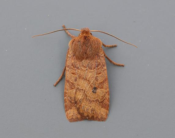 73.194 BF2258 Chestnut Conistra vaccinii