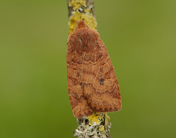 73.194 BF2258 Chestnut Conistra vaccinii