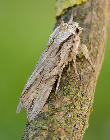 73.206 BF2240 Blair's Shoulder-knot Lithophane leautieri