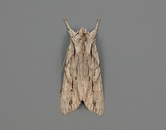 73.206 BF2240 Blair's Shoulder-knot Lithophane leautieri