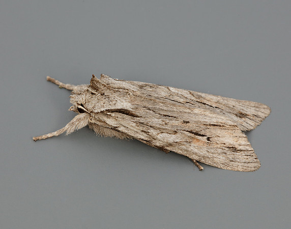 73.206 BF2240 Blair's Shoulder-knot Lithophane leautieri