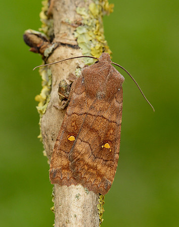 73.210 BF2256 Satellite Eupsilia transversa