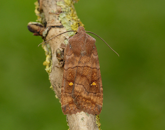 73.210 BF2256 Satellite Eupsilia transversa