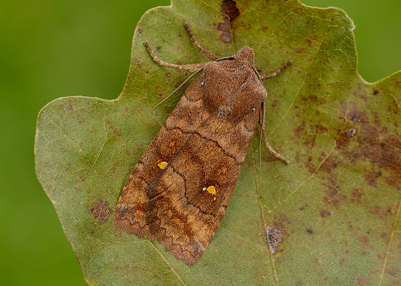 73.210 BF2256 Satellite Eupsilia transversa