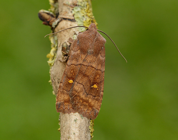 73.210 BF2256 Satellite Eupsilia transversa