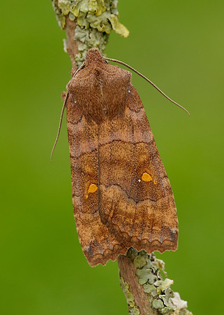73.210 BF2256 Satellite Eupsilia transversa