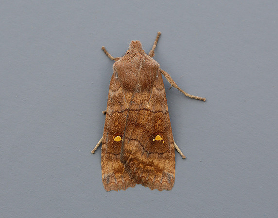 73.210 BF2256 Satellite Eupsilia transversa