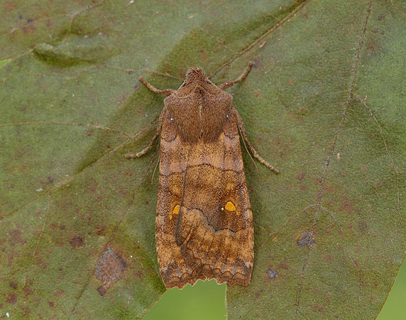 73.210 BF2256 Satellite Eupsilia transversa
