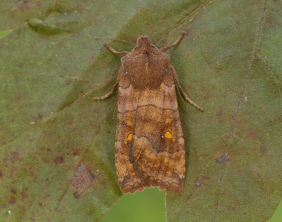 73.210 BF2256 Satellite Eupsilia transversa