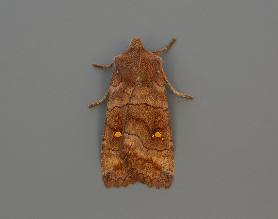 73.210 BF2256 Satellite Eupsilia transversa