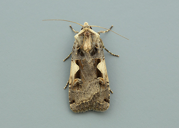 73.359 BF2126 Setaceous Hebrew Character Xestia c-nigrum