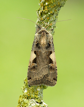 73.359 BF2126 Setaceous Hebrew Character Xestia c-nigrum