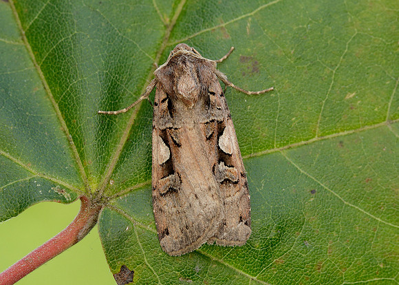 73.359 BF2126 Setaceous Hebrew Character Xestia c-nigrum