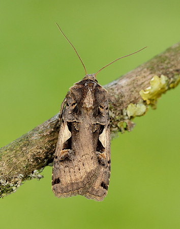 73.359 BF2126 Setaceous Hebrew Character Xestia c-nigrum