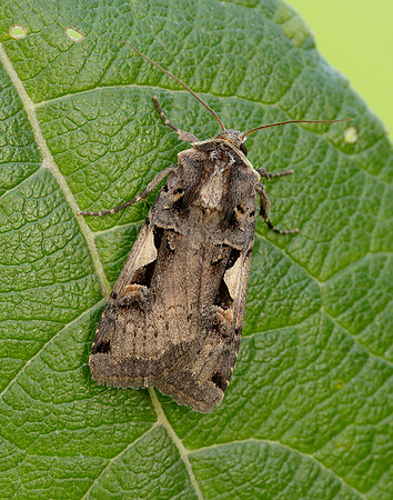 73.359 BF2126 Setaceous Hebrew Character Xestia c-nigrum