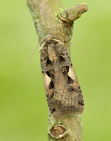 73.359 BF2126 Setaceous Hebrew Character Xestia c-nigrum