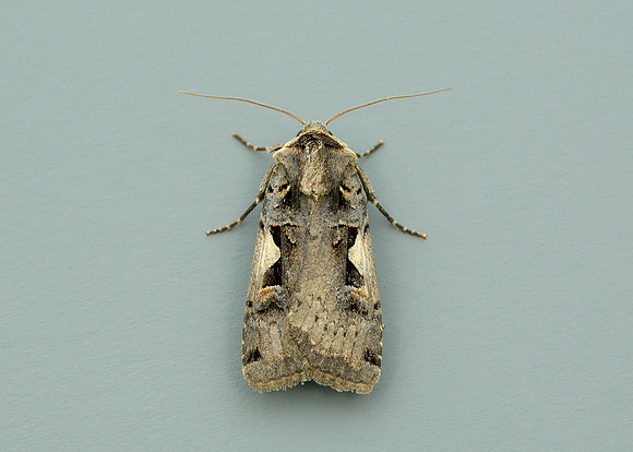 73.359 BF2126 Setaceous Hebrew Character Xestia c-nigrum